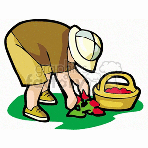 A boy bent over picking strawberries and putting them in a basket clipart. Commercial use image # 163829