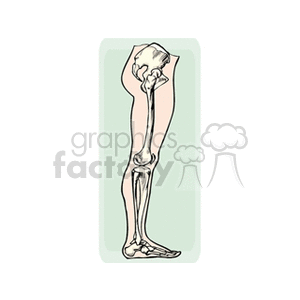   bone bones leg legs human anatomy science  anatomy3.gif Clip Art Science 