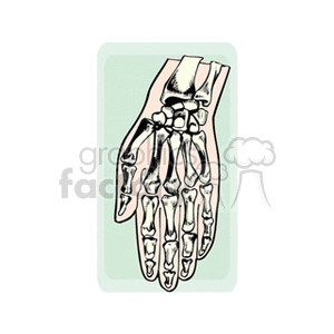 hands bones clipart. Commercial use image # 165246