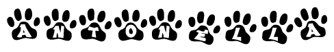 The image shows a series of animal paw prints arranged in a horizontal line. Each paw print contains a letter, and together they spell out the word Antonella.