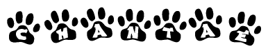 The image shows a series of animal paw prints arranged in a horizontal line. Each paw print contains a letter, and together they spell out the word Chantae.