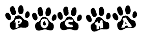 The image shows a series of animal paw prints arranged horizontally. Within each paw print, there's a letter; together they spell Pocha