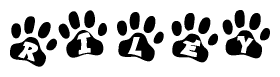 The image shows a row of animal paw prints, each containing a letter. The letters spell out the word Riley within the paw prints.