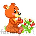 Teddy bear eating strawberries. clipart.