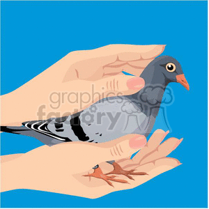 pigeon being held