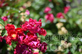 wild rose bush clipart. Royalty-free image # 391072