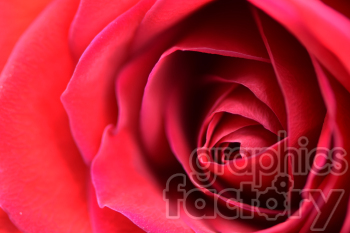 red rose close up clipart.