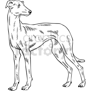 clipart - black and white greyhound dog clipart.