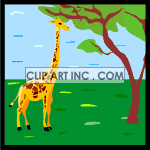   Giraffe Giraffes jungle tree trees  animals004.gif Animations 2D Animals eating