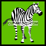   Zebra zebras wild animal animals Animations 2D Animals 