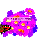butterfly01 animation. Royalty-free animation # 119049