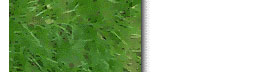 grass clipart. Commercial use image # 127968