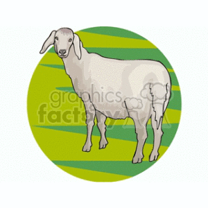 sheep grazing fluffy animal sheeps  ewe2.gif Clip Art Animals 