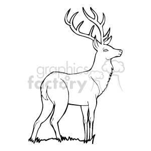  deer buck elk   Anml108_bw Clip Art Animals 