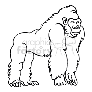black and white ape on fours  clipart. Commercial use image # 129297