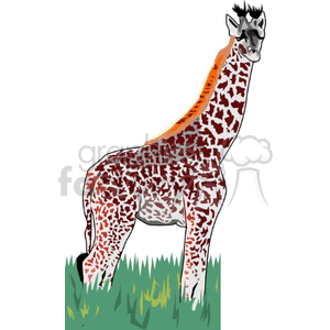 Giraffe standing in tall green grass clipart. Royalty-free image # 129679