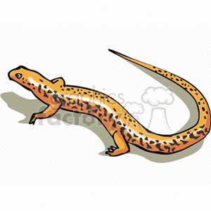 Orange spotted salamander clipart.