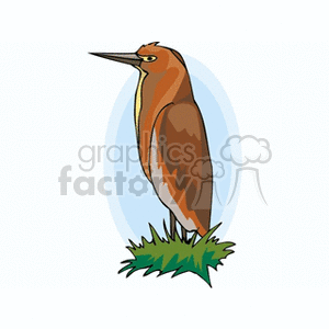 Brown Godwit bird clipart. Royalty-free image # 130253