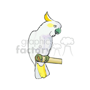 Lesser Sulphur-crested Cockatoo perched on limb clipart. Royalty-free image # 130285