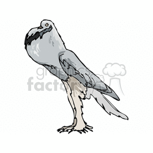 Dove with a full gullet clipart.