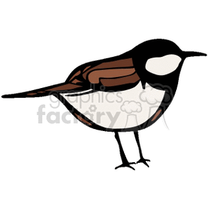brown black and white little bird