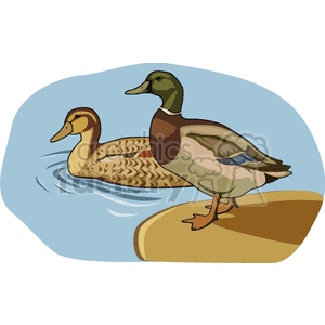 Two mallard ducks one in the water and one on land clipart. Royalty-free image # 130499