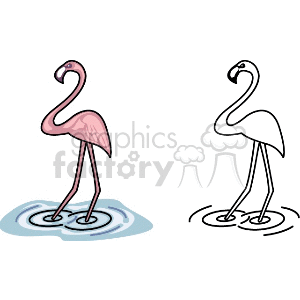 Two flamingos, one pink, one black and white