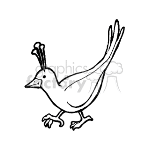 Black and white bird with feather crown plumage clipart.