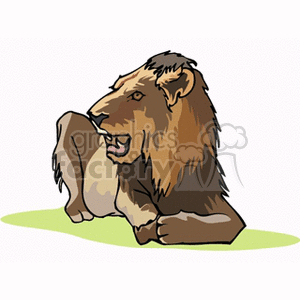 Male lion lying on his stomach with his mouth open clipart.