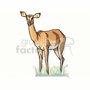 Graceful white-tailed doe standing in grass clipart. Royalty-free image # 131228