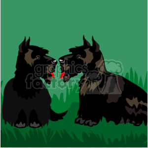 two terriers sitting in the grass