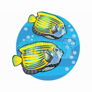 Emperor angelfish clipart. Commercial use image # 132359