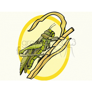   insect insects bug bugs grasshopper grasshoppers  bug8.gif Clip Art Animals Insects 