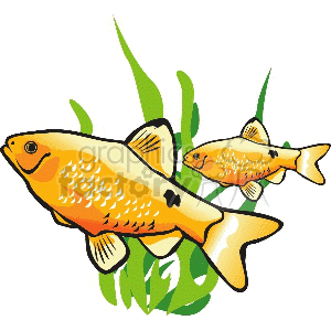 two golden fish and green sea weed