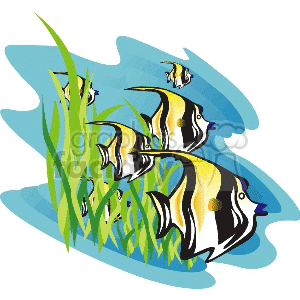 black and yellow angelfish clipart. Commercial use image # 133658