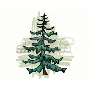 Pine tree clipart. Royalty-free image # 151377