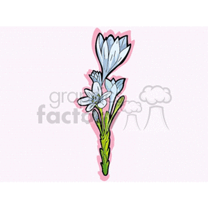 flower71312 clipart. Royalty-free image # 151461