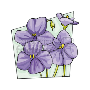 African violets clipart. Royalty-free image # 151467