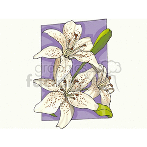 3 lily flowers with buds clipart. Royalty-free image # 151475