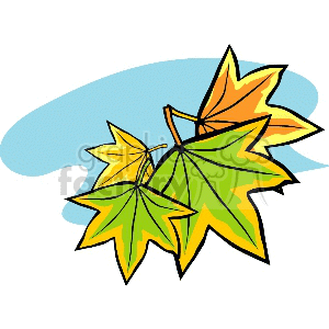 Maple leaves clipart. Commercial use image # 151687