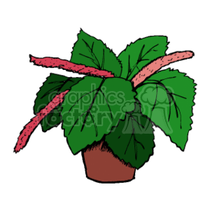 Chenille_plant clipart. Royalty-free image # 151708