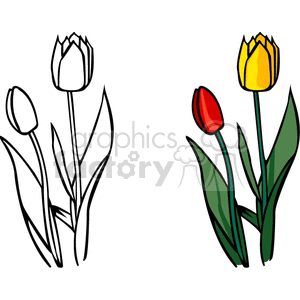 tulips clipart. Royalty-free image # 151733