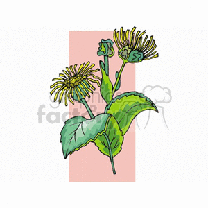 elecampane clipart. Commercial use image # 152022
