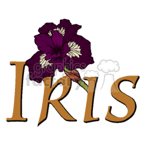 iris_floral clipart. Commercial use image # 152081