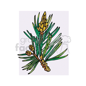   plant plants spruce tree trees  spruce3.gif Clip Art Nature Plants 