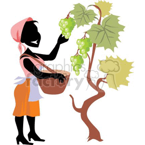 clipart - women picking grapes.