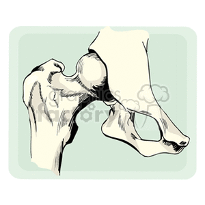   bone bones human anatomy science  anatomy121.gif Clip Art Science 