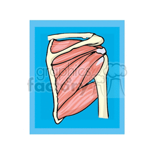 anatomy2 clipart. Royalty-free image # 165634