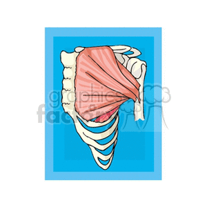   rib cage ribs muscle muscles chest human anatomy bone bones  bladebone.gif Clip Art Science Health-Medicine 