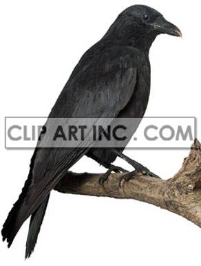  corneille bird birds crow crows   2A1011lowres Photos Animals 